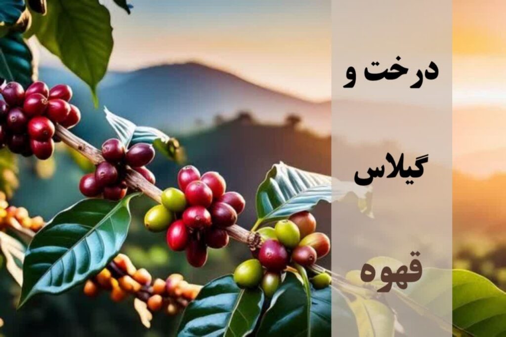 درخت و گیلاس قهوه