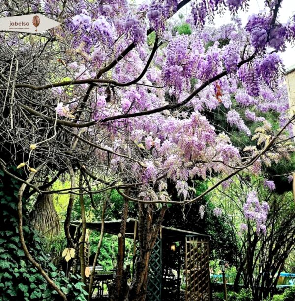 بهترین کافی شاپ های مشهد