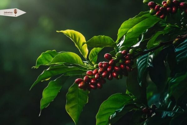 درخت و گیلاس قهوه
