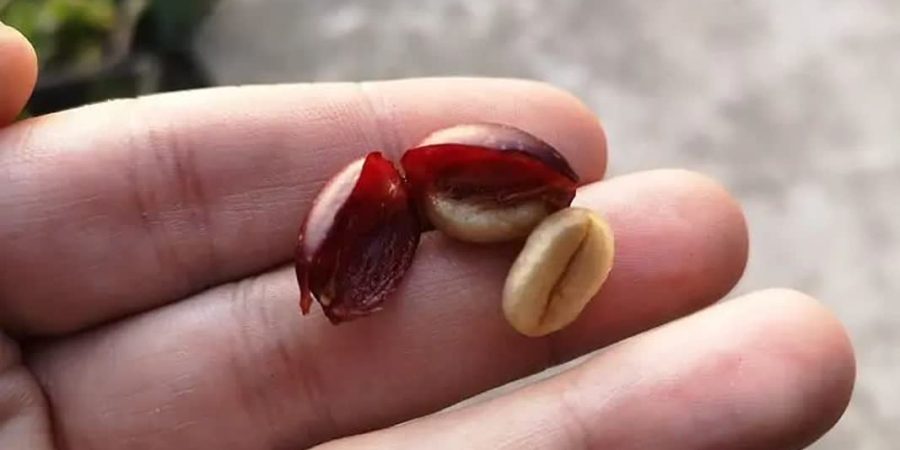قهوه رست نشده چه شکلی دارد؟ قهوه رست نشده